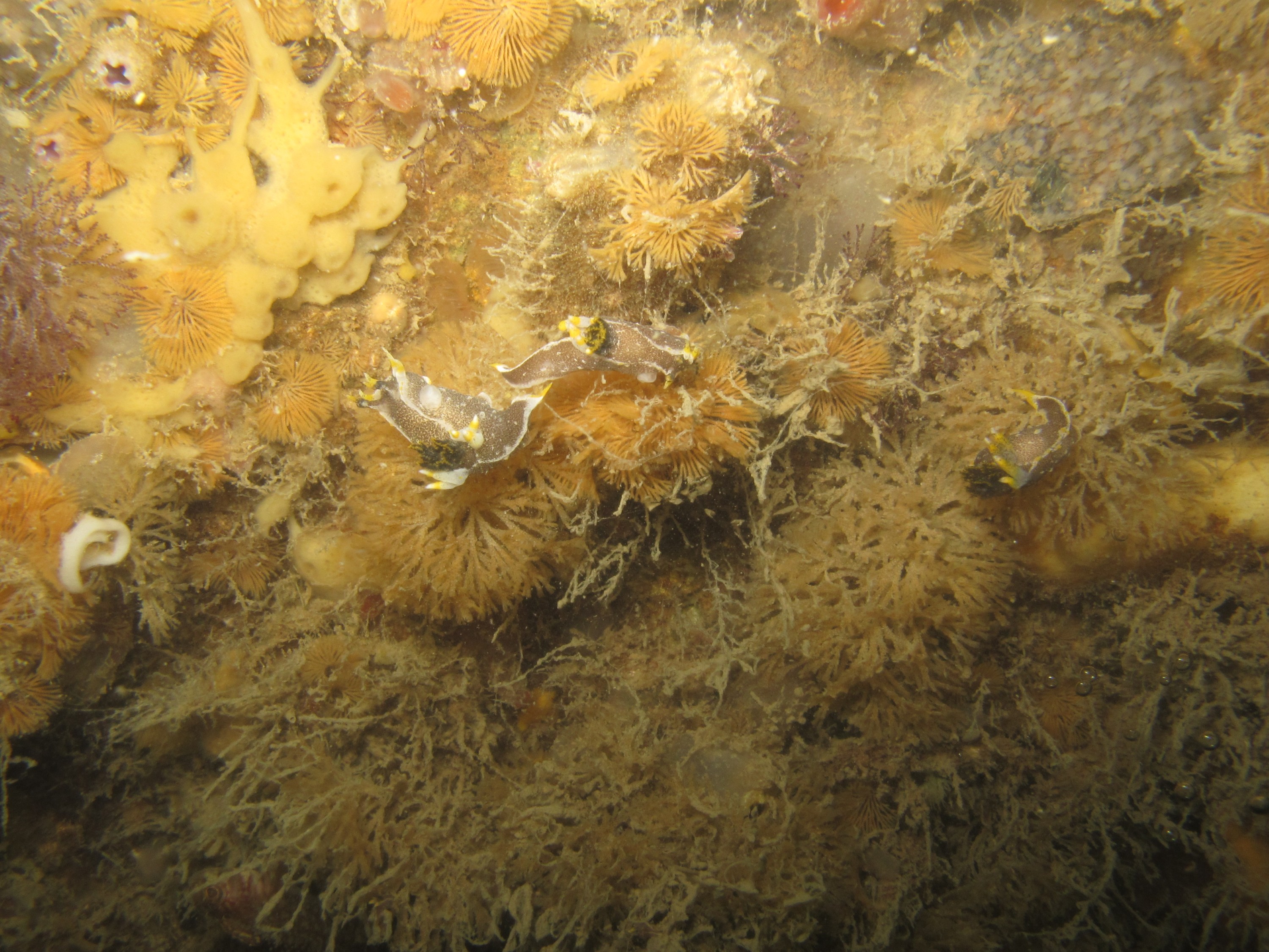 IMG_0526 – Introduced, Nudibranch, 
Polycera, hedgpethi, pest, whangarei, harbour, crispin, nz, new, zealand, new zealand